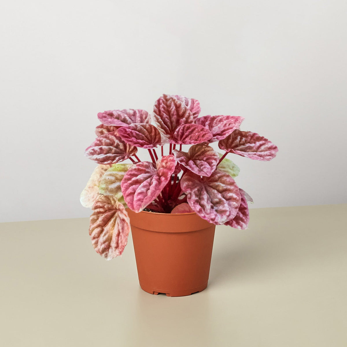 Peperomia 'Quito' - Garden Gets