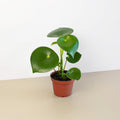 Peperomia 'Raindrop' - Garden Gets
