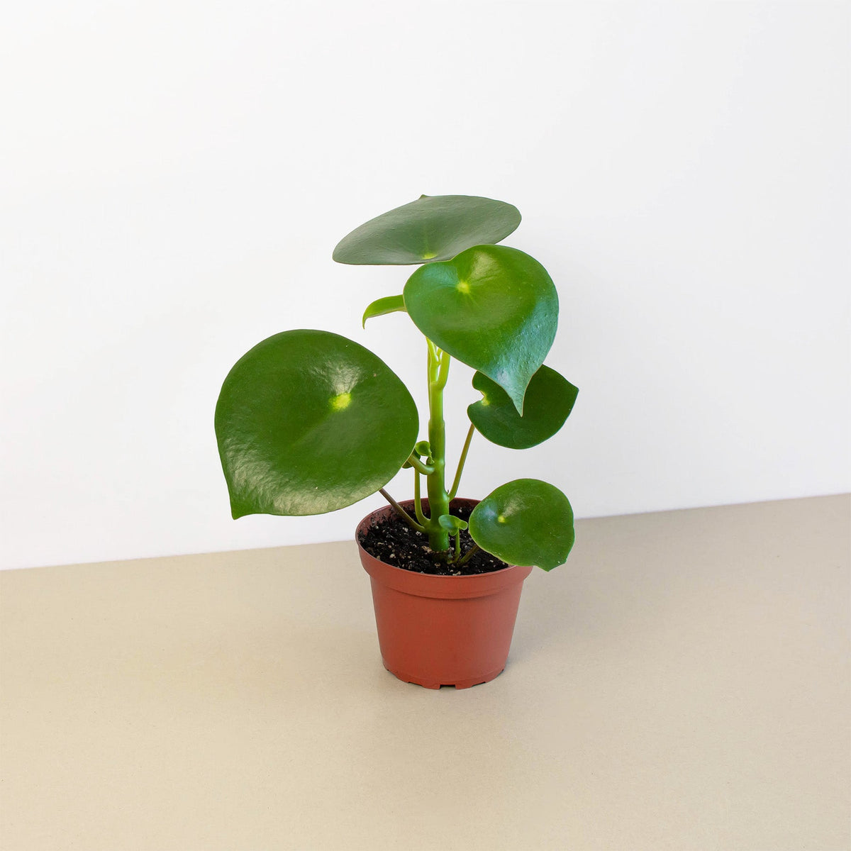 Peperomia 'Raindrop' - Garden Gets