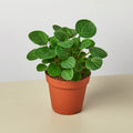Peperomia 'Rana Verde' - Garden Gets
