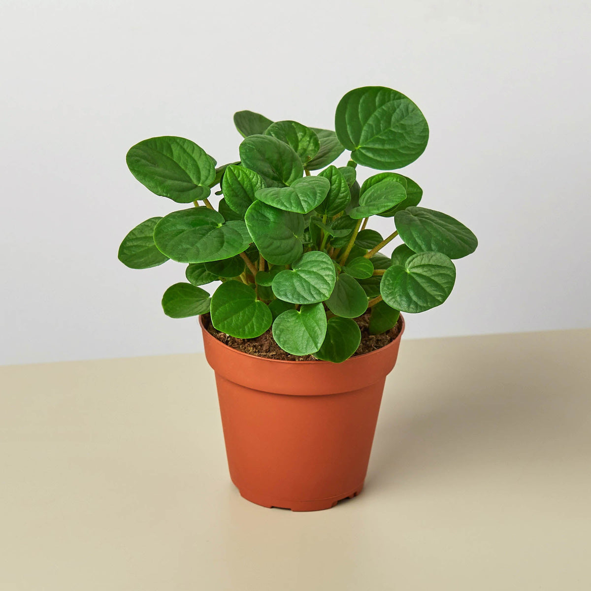 Peperomia 'Rana Verde' - Garden Gets