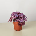 Peperomia 'Ripple Red' - Garden Gets