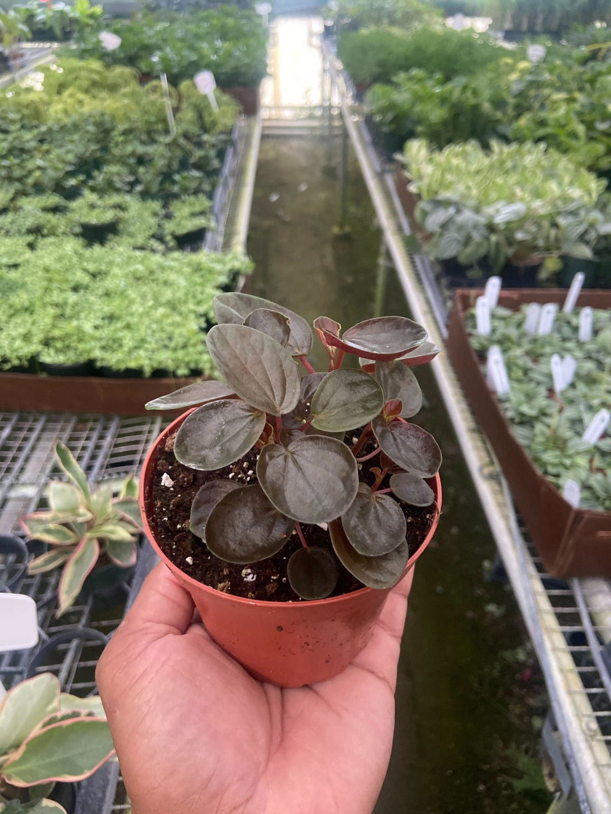 Peperomia 'Rugosa' - Garden Gets