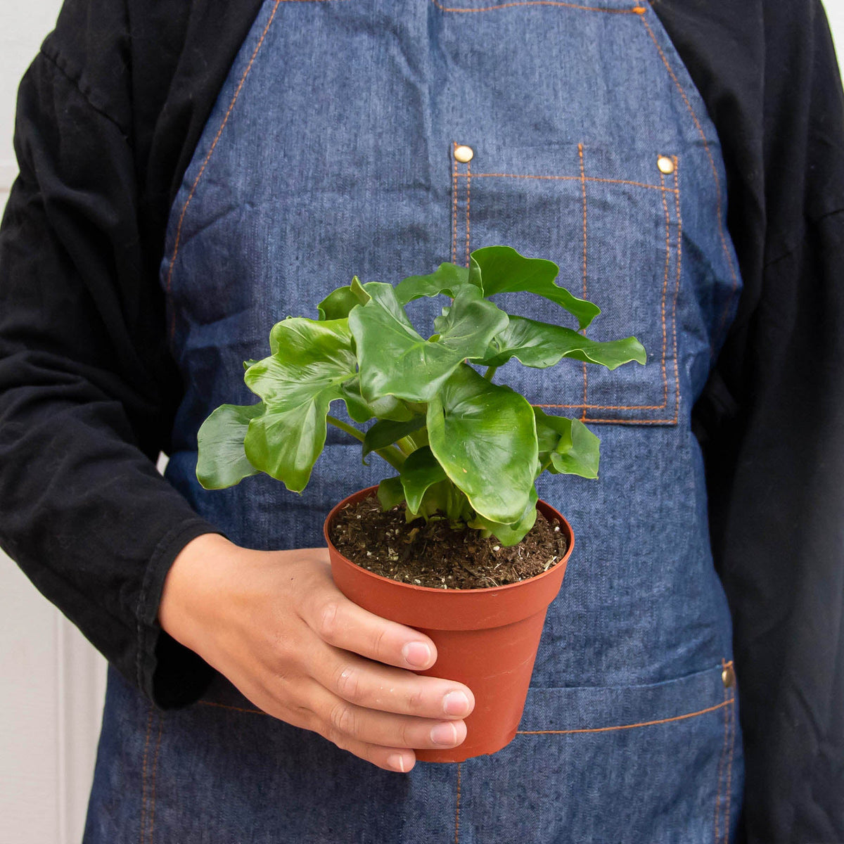 Philodendron 'Atom' - Garden Gets