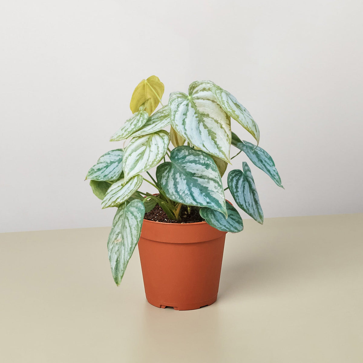 Philodendron 'Brandi' - Garden Gets