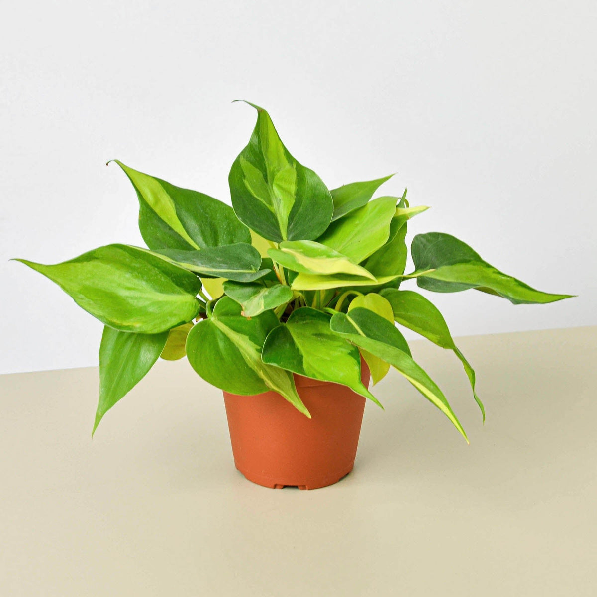 Philodendron 'Brasil' - Garden Gets