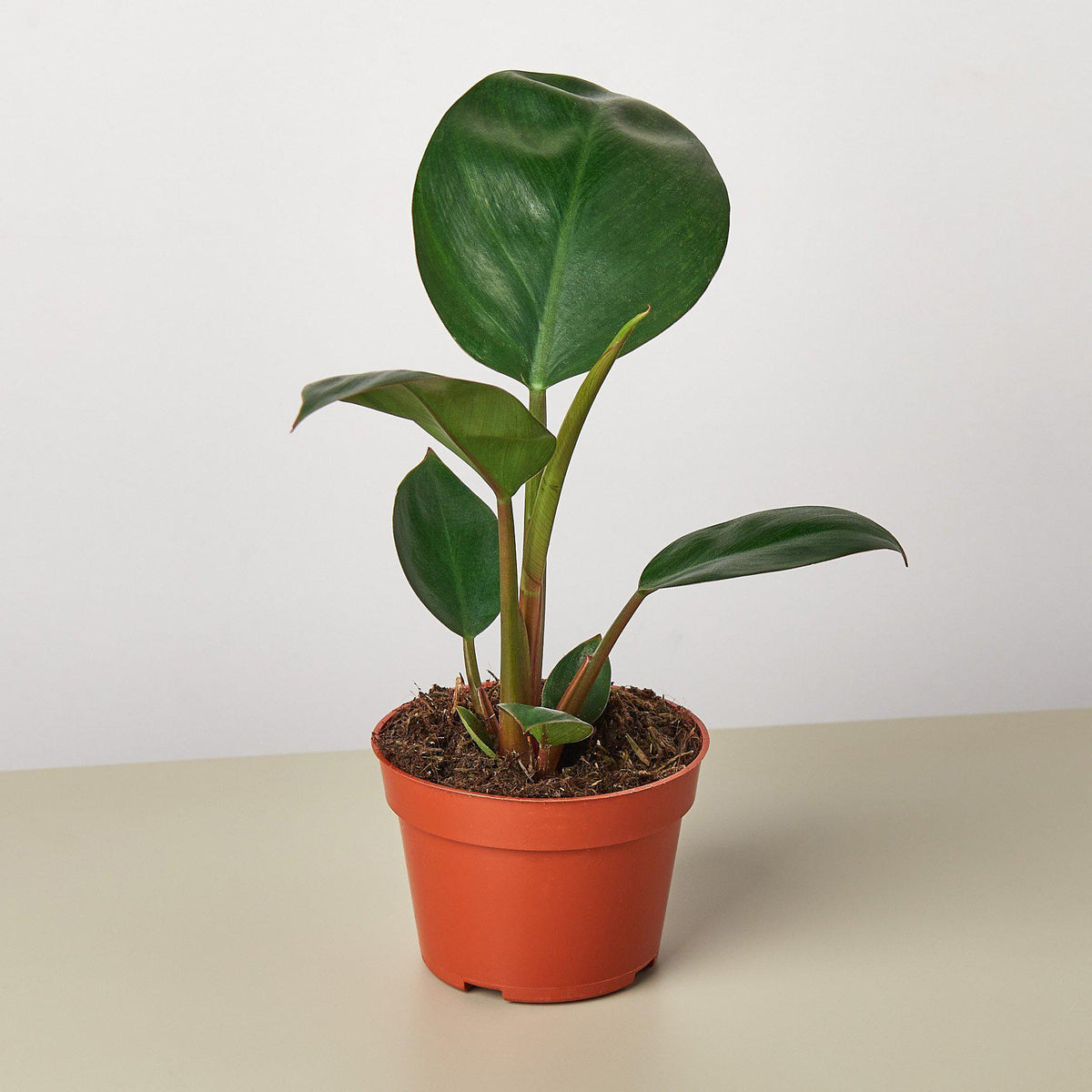 Philodendron 'Congo Rojo' - Garden Gets