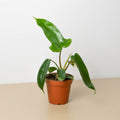 Philodendron 'Florida Green' - Garden Gets