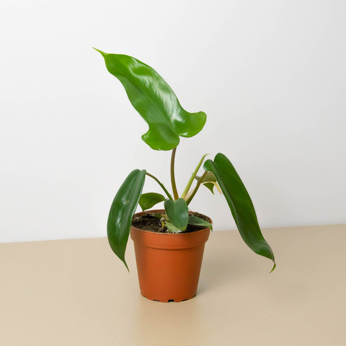 Philodendron 'Florida Green' - Garden Gets
