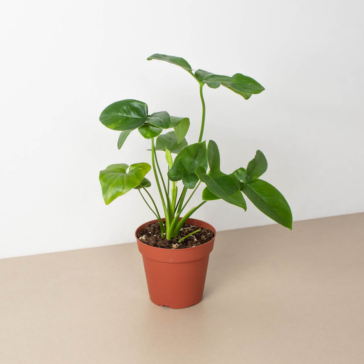 Philodendron 'Goeldii' - Garden Gets
