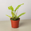 Philodendron 'Golden Crocodile' - Garden Gets