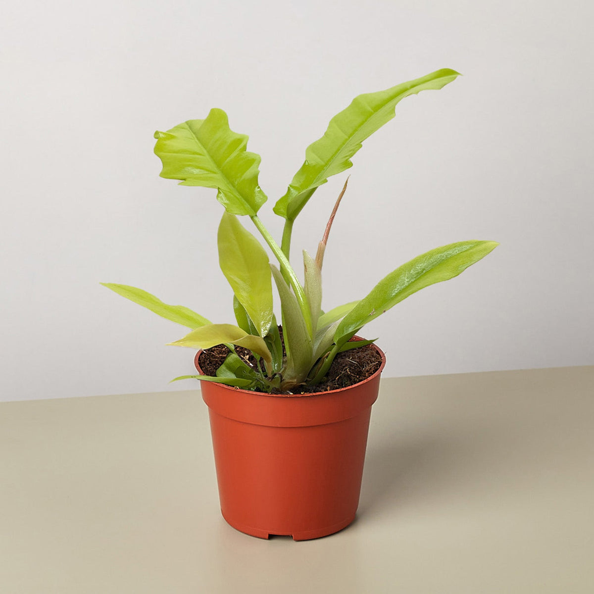 Philodendron 'Golden Crocodile' - Garden Gets
