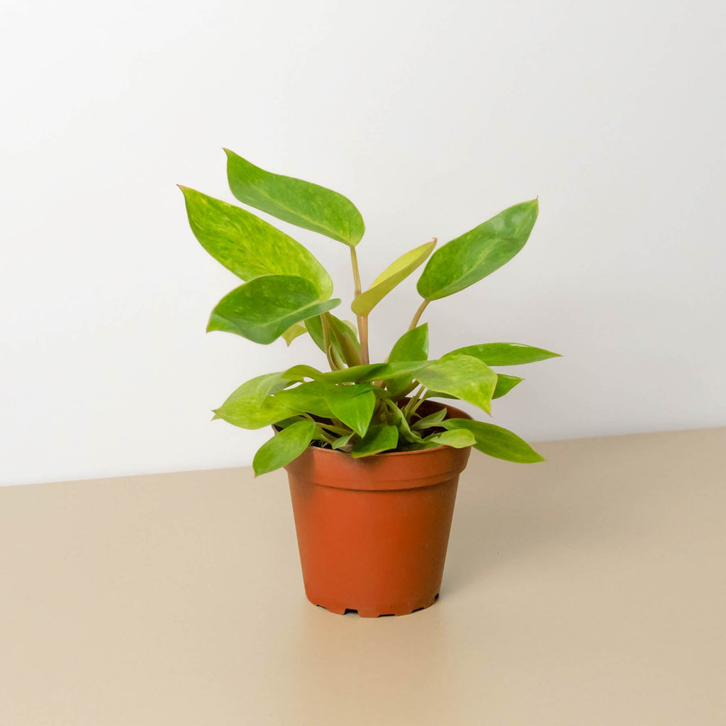 Philodendron 'Painted Lady' - Garden Gets