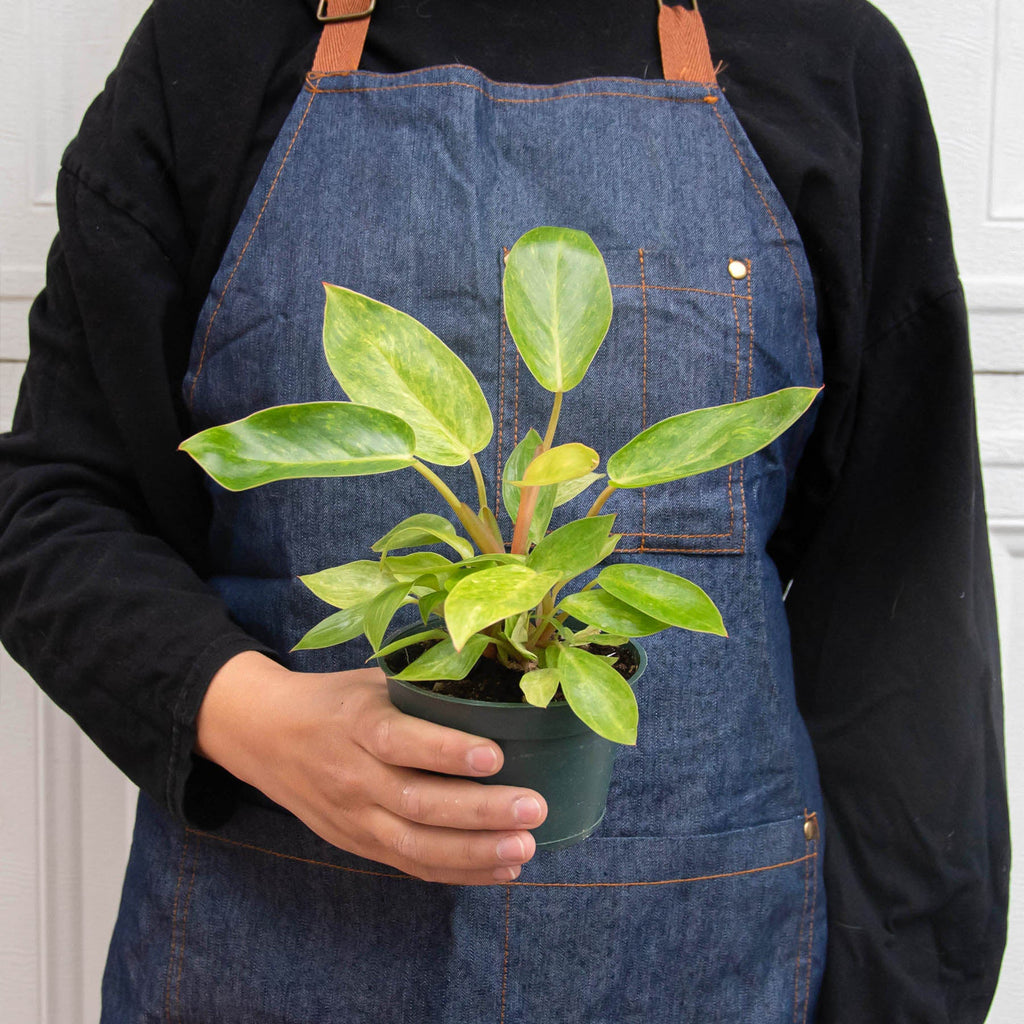 Philodendron 'Painted Lady' - Garden Gets