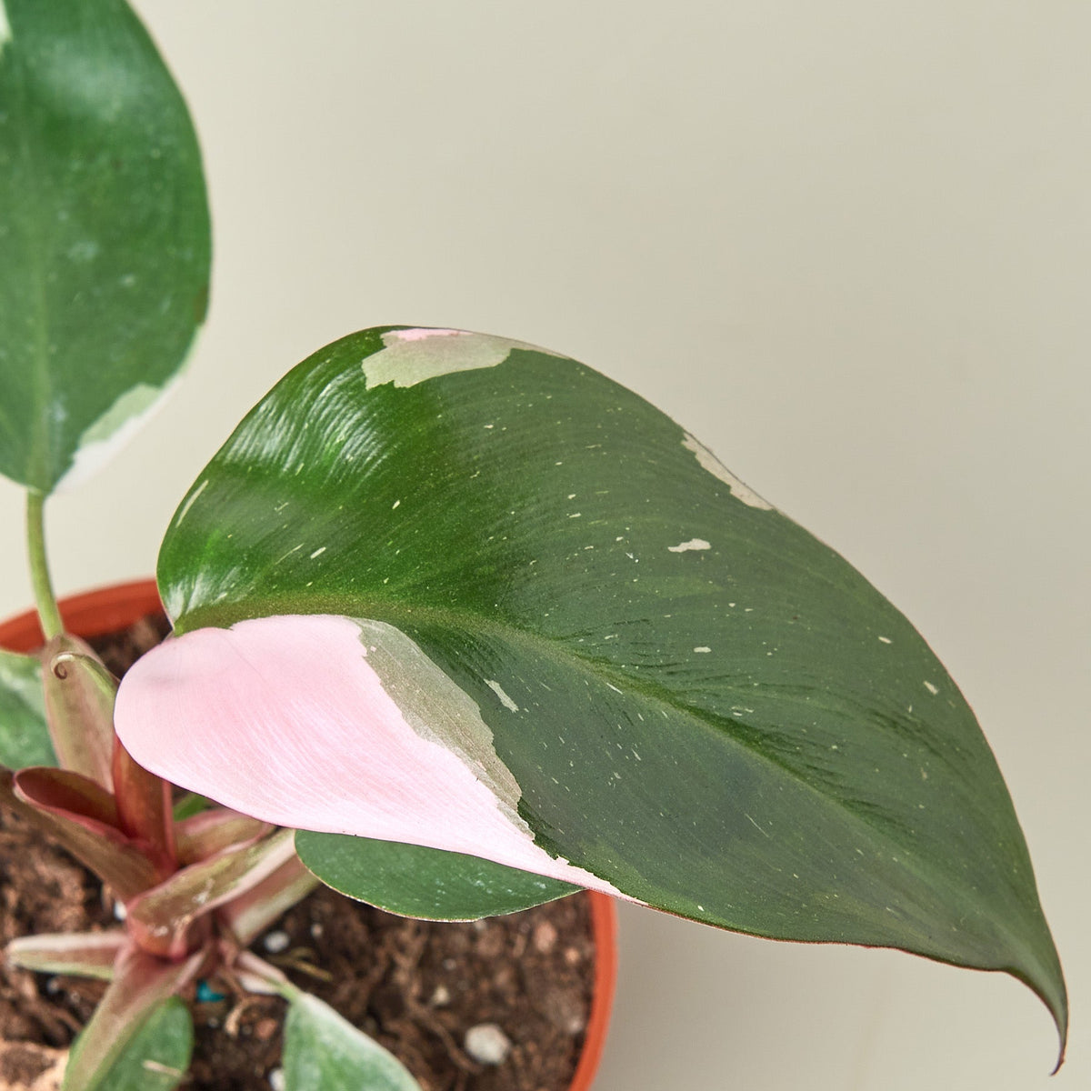 Philodendron 'Pink Princess' - Garden Gets