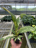 Philodendron 'Variegated Ring of Fire ' - Garden Gets