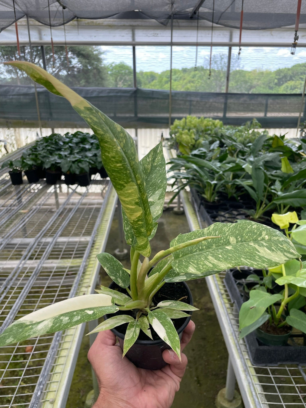 Philodendron 'Variegated Ring of Fire ' - Garden Gets