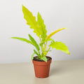 Philodendron 'Golden Ring of Fire' - Garden Gets