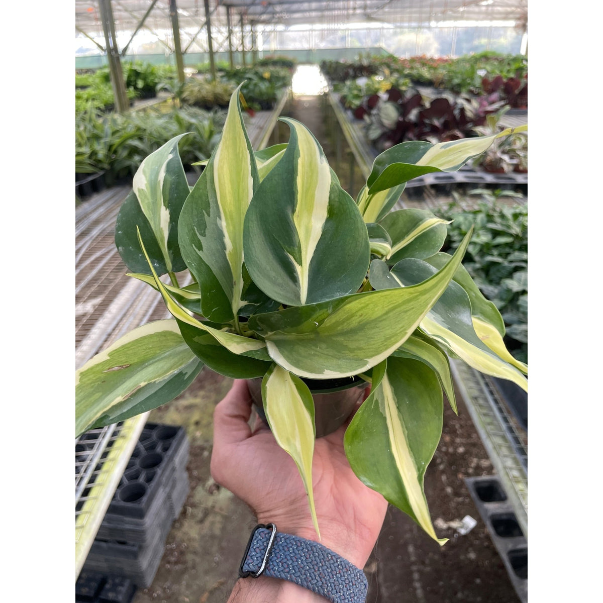 Philodendron 'Silver Stripe' - Garden Gets