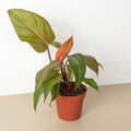 Philodendron 'Summer Glory' - Garden Gets