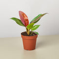 Philodendron 'Sun Red' - Garden Gets