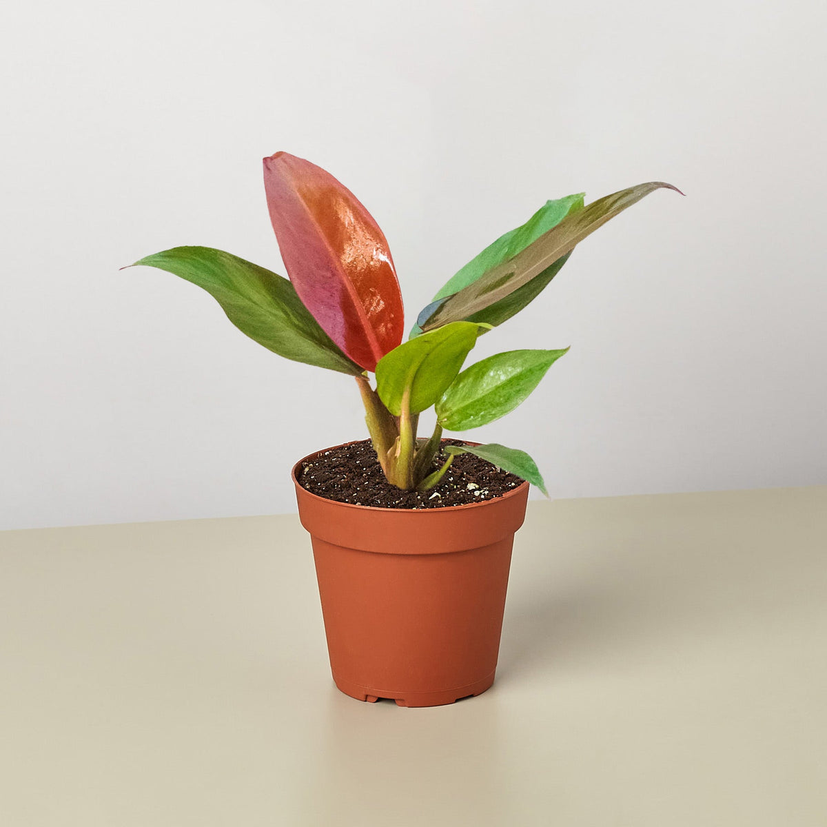 Philodendron 'Sun Red' - Garden Gets