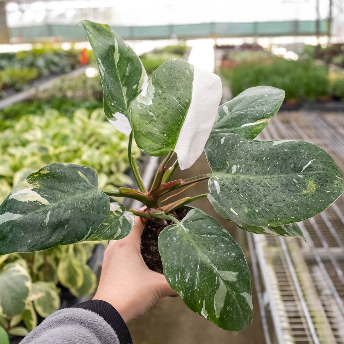 Philodendron 'White Princess' - Garden Gets