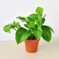 Pothos 'Green Queen' - Garden Gets