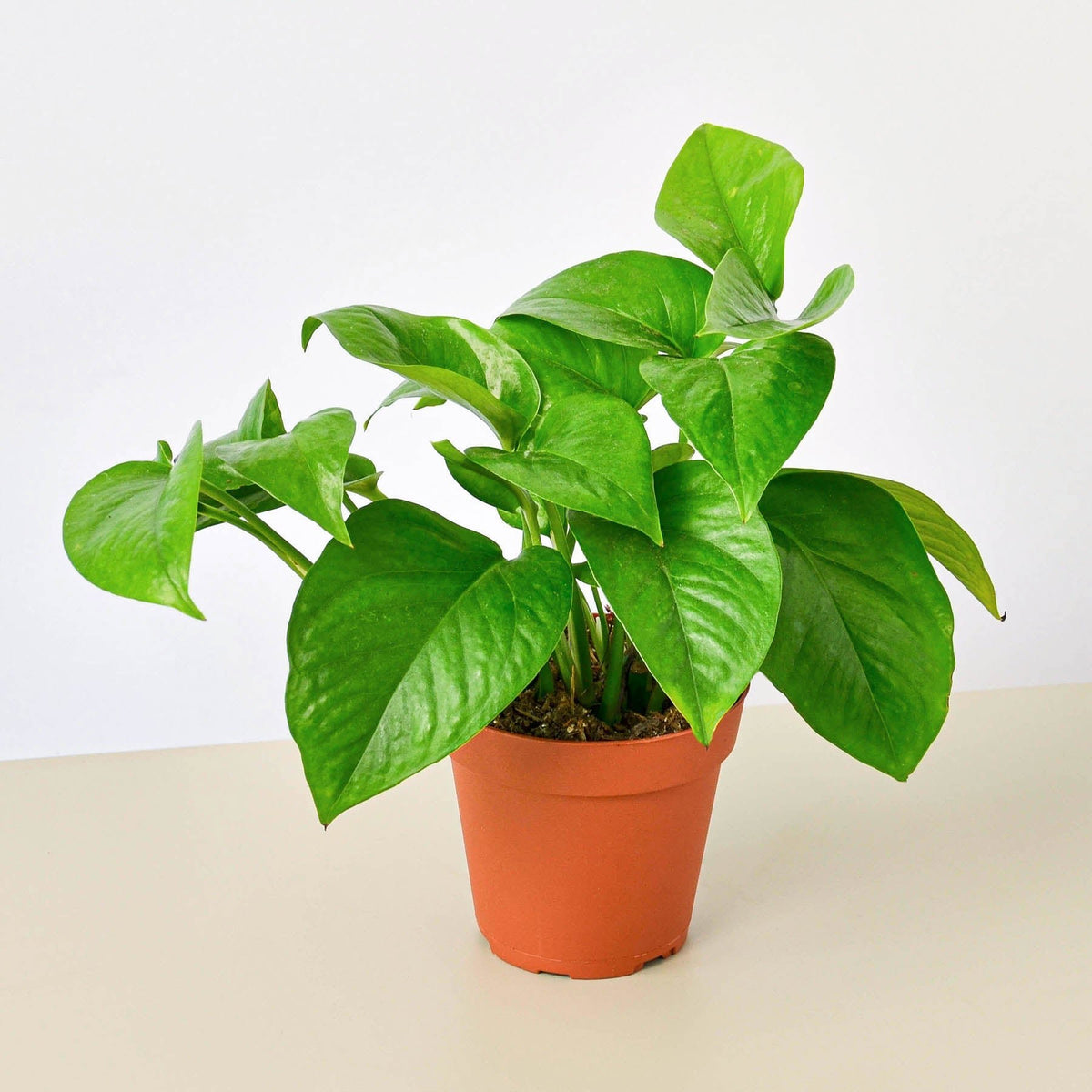 Pothos 'Green Queen' - Garden Gets