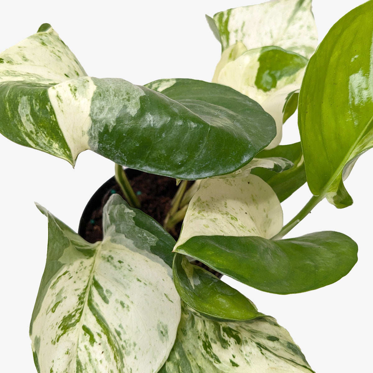 Pothos 'Manjula' - Garden Gets