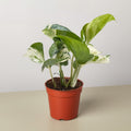 Pothos 'Manjula' - Garden Gets