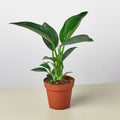 Philodendron 'Congo Green' - Garden Gets