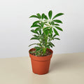 Schefflera 'Moonlight' - Garden Gets