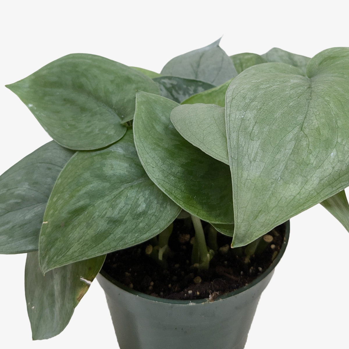 Scindapsus Platinum Java - Garden Gets