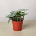 Scindapsus Platinum Java - Garden Gets