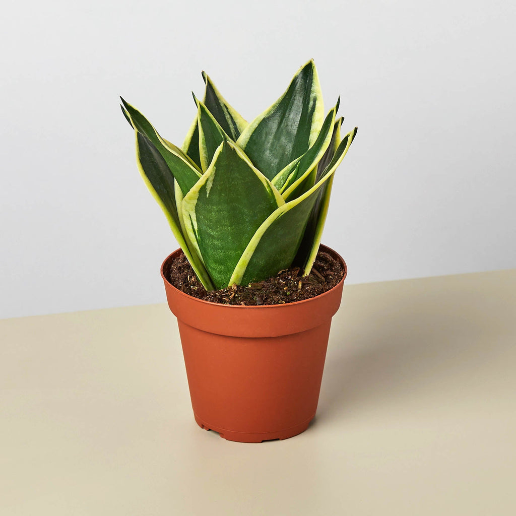 Snake Plant 'Black Gold' - Garden Gets