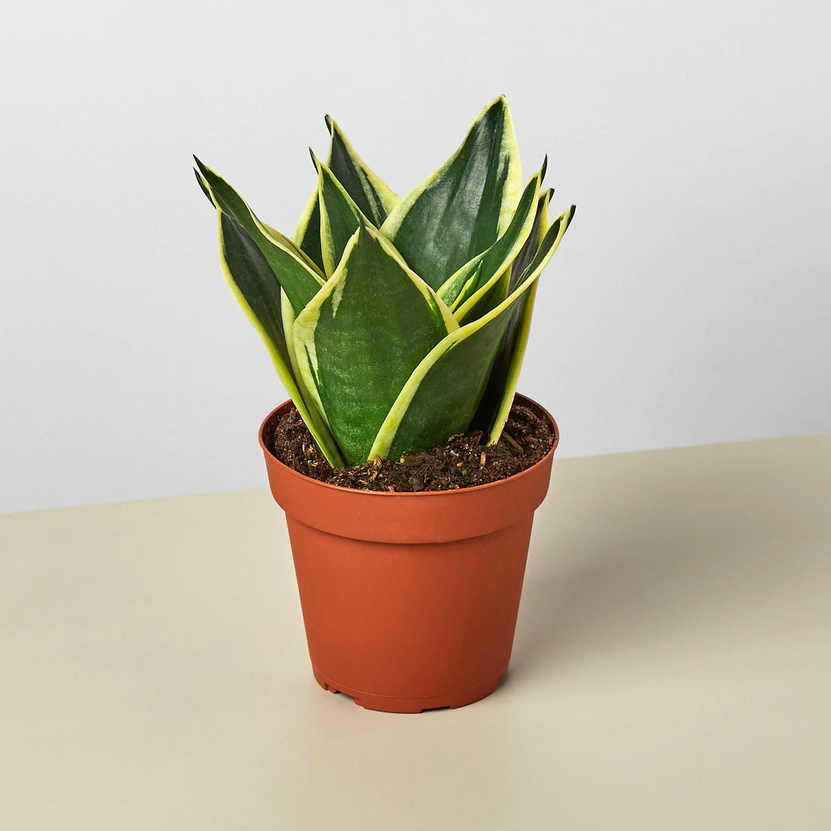 Snake Plant 'Black Gold' - Garden Gets