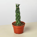 Snake Plant 'Braided' - Garden Gets