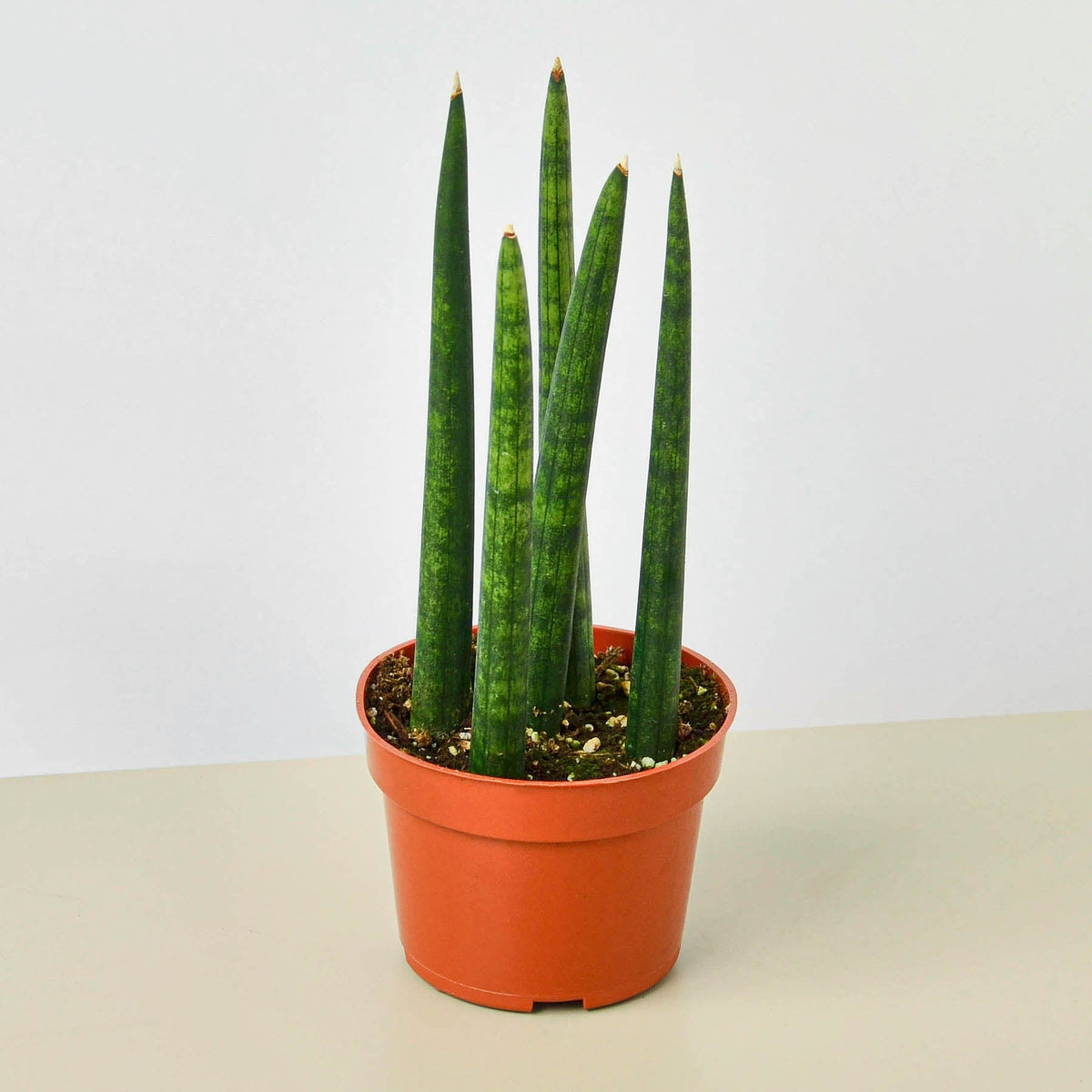 Snake Plant 'Cylindrica' - Garden Gets