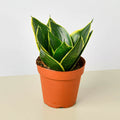 Snake Plant 'Emerald Star' - Garden Gets