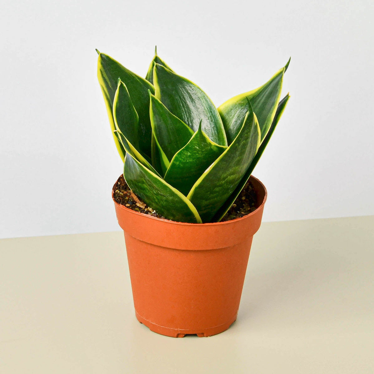 Snake Plant 'Emerald Star' - Garden Gets