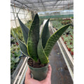 Snake 'Fabi' - Garden Gets