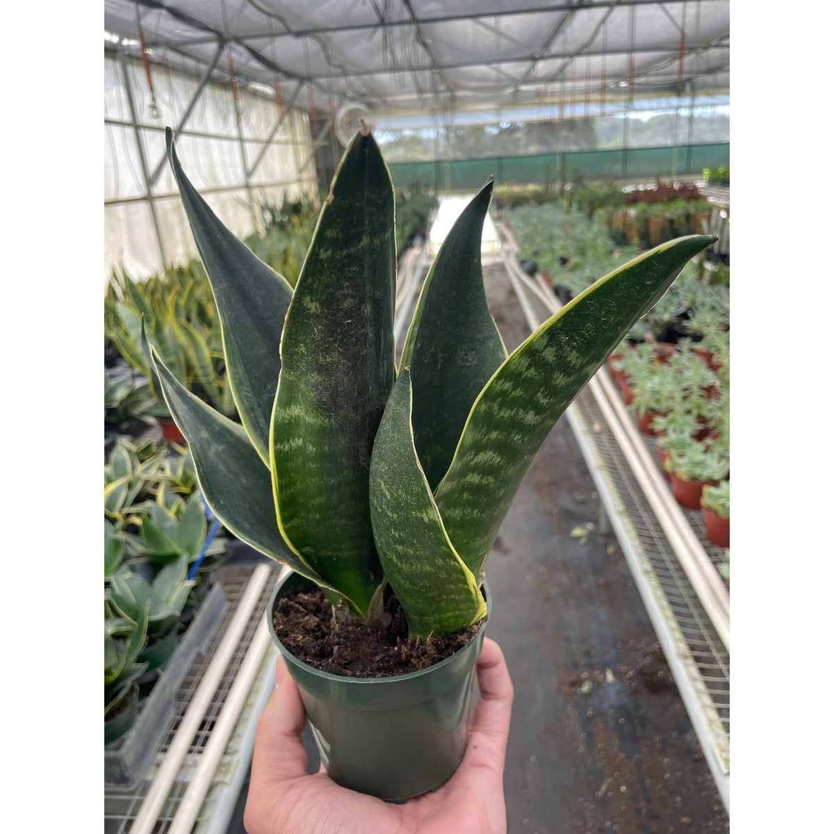Snake 'Fabi' - Garden Gets