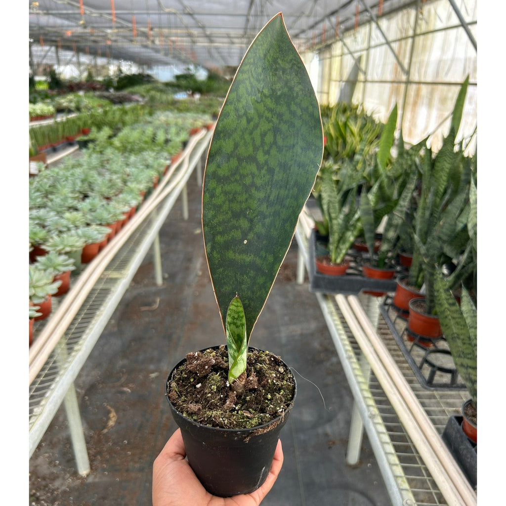 Shark Fin Snake Plant - Garden Gets