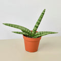 Snake Plant 'Starfish' - Garden Gets