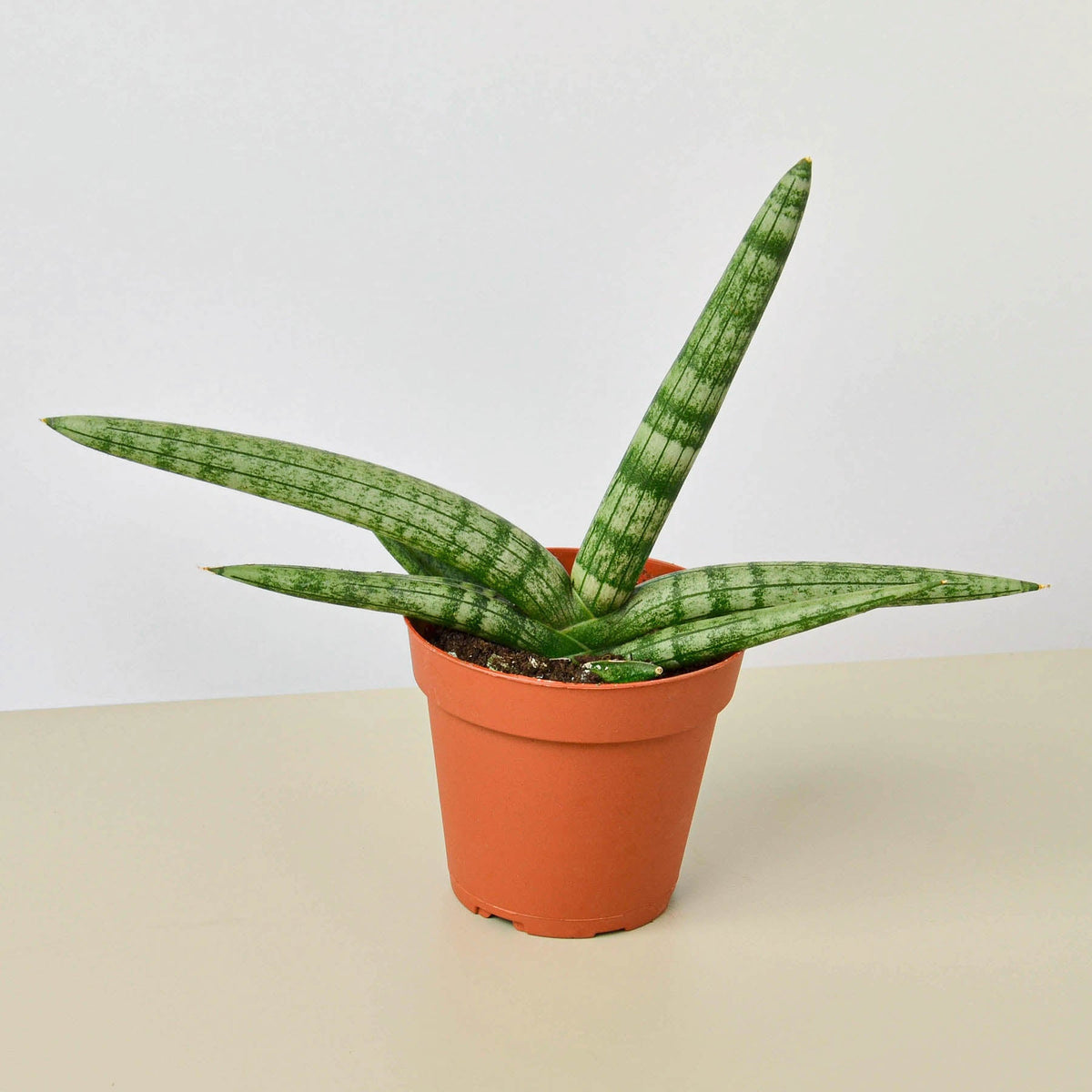 Snake Plant 'Starfish' - Garden Gets