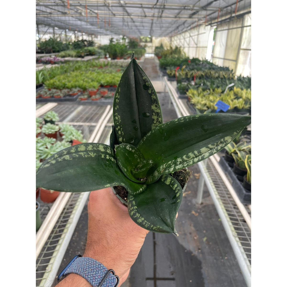 Snake Plant 'Whitney' - Garden Gets
