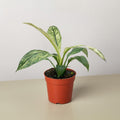 Spathiphyllum Jessica - Garden Gets