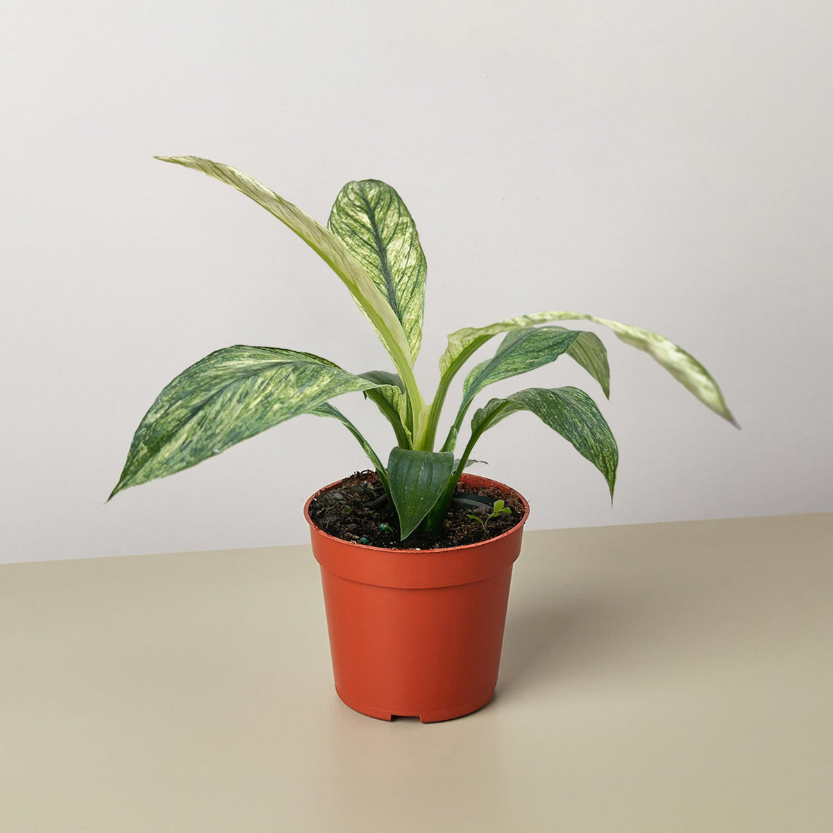 Spathiphyllum Jessica - Garden Gets