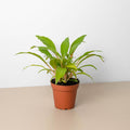 Spider Plant 'Fire Flash' - Garden Gets